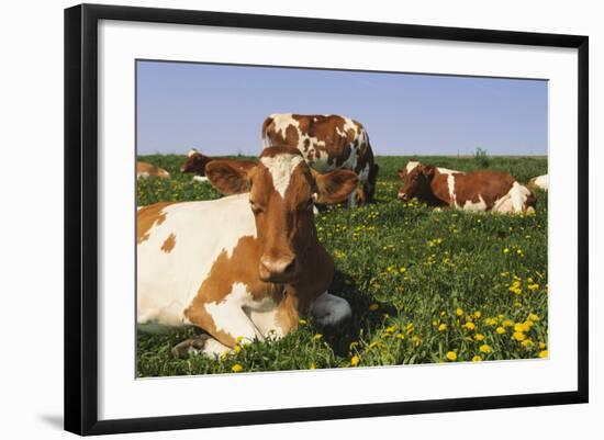 Guernsey Cows in Dandelion-Studded Pasture, Dekalb, Illinois, USA-Lynn M^ Stone-Framed Photographic Print