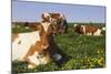 Guernsey Cows in Dandelion-Studded Pasture, Dekalb, Illinois, USA-Lynn M^ Stone-Mounted Photographic Print