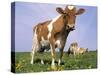 Guernsey Cows in Field of Dandelions, IL-Lynn M^ Stone-Stretched Canvas