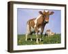 Guernsey Cows in Field of Dandelions, IL-Lynn M^ Stone-Framed Premium Photographic Print