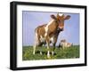 Guernsey Cows in Field of Dandelions, IL-Lynn M^ Stone-Framed Premium Photographic Print