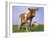 Guernsey Cows in Field of Dandelions, IL-Lynn M^ Stone-Framed Premium Photographic Print