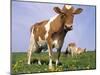 Guernsey Cows in Field of Dandelions, IL-Lynn M^ Stone-Mounted Premium Photographic Print