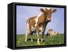 Guernsey Cows in Field of Dandelions, IL-Lynn M^ Stone-Framed Stretched Canvas