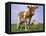 Guernsey Cows in Field of Dandelions, IL-Lynn M^ Stone-Framed Stretched Canvas