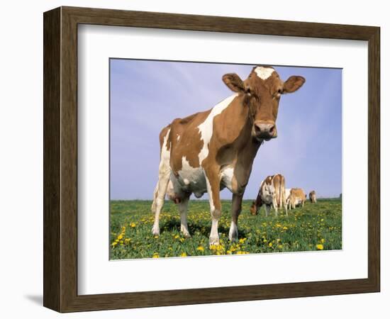 Guernsey Cows in Field of Dandelions, IL-Lynn M^ Stone-Framed Photographic Print