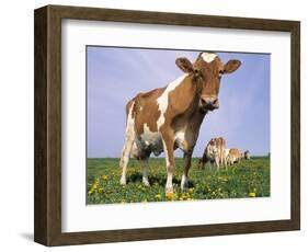 Guernsey Cows in Field of Dandelions, IL-Lynn M^ Stone-Framed Photographic Print