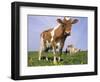 Guernsey Cows in Field of Dandelions, IL-Lynn M^ Stone-Framed Photographic Print