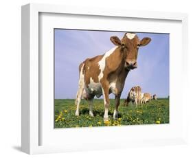 Guernsey Cows in Field of Dandelions, IL-Lynn M^ Stone-Framed Photographic Print