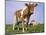 Guernsey Cows in Field of Dandelions, IL-Lynn M^ Stone-Mounted Photographic Print