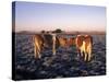 Guernsey Cows in Frost Covered Field, IL-Lynn M^ Stone-Stretched Canvas