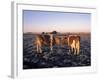 Guernsey Cows in Frost Covered Field, IL-Lynn M^ Stone-Framed Photographic Print