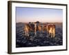 Guernsey Cows in Frost Covered Field, IL-Lynn M^ Stone-Framed Photographic Print