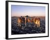Guernsey Cows in Frost Covered Field, IL-Lynn M^ Stone-Framed Photographic Print
