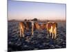 Guernsey Cows in Frost Covered Field, IL-Lynn M^ Stone-Mounted Photographic Print