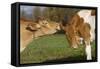 Guernsey Cows Mutual Grooming in Autumn Pasture, E. Granby-Lynn M^ Stone-Framed Stretched Canvas