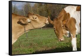 Guernsey Cows Mutual Grooming in Autumn Pasture, E. Granby-Lynn M^ Stone-Framed Stretched Canvas