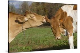 Guernsey Cows Mutual Grooming in Autumn Pasture, E. Granby-Lynn M^ Stone-Stretched Canvas
