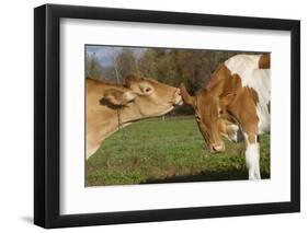 Guernsey Cows Mutual Grooming in Autumn Pasture, E. Granby-Lynn M^ Stone-Framed Photographic Print