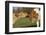 Guernsey Cows Mutual Grooming in Autumn Pasture, E. Granby-Lynn M^ Stone-Framed Photographic Print