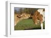 Guernsey Cows Mutual Grooming in Autumn Pasture, E. Granby-Lynn M^ Stone-Framed Photographic Print