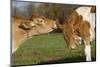 Guernsey Cows Mutual Grooming in Autumn Pasture, E. Granby-Lynn M^ Stone-Mounted Photographic Print