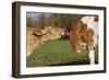 Guernsey Cows Mutual Grooming in Autumn Pasture, E. Granby-Lynn M^ Stone-Framed Photographic Print