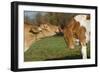 Guernsey Cows Mutual Grooming in Autumn Pasture, E. Granby-Lynn M^ Stone-Framed Photographic Print