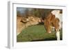 Guernsey Cows Mutual Grooming in Autumn Pasture, E. Granby-Lynn M^ Stone-Framed Photographic Print