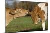 Guernsey Cows Mutual Grooming in Autumn Pasture, E. Granby-Lynn M^ Stone-Mounted Photographic Print