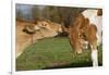 Guernsey Cows Mutual Grooming in Autumn Pasture, E. Granby-Lynn M^ Stone-Framed Photographic Print