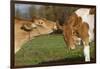 Guernsey Cows Mutual Grooming in Autumn Pasture, E. Granby-Lynn M^ Stone-Framed Photographic Print