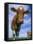 Guernsey Cows-Lynn M^ Stone-Framed Stretched Canvas