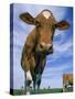 Guernsey Cows-Lynn M^ Stone-Stretched Canvas