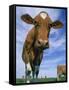 Guernsey Cows-Lynn M^ Stone-Framed Stretched Canvas