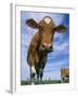 Guernsey Cows-Lynn M^ Stone-Framed Premium Photographic Print