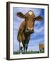 Guernsey Cows-Lynn M^ Stone-Framed Premium Photographic Print