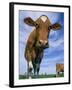 Guernsey Cows-Lynn M^ Stone-Framed Premium Photographic Print