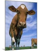 Guernsey Cows-Lynn M^ Stone-Mounted Premium Photographic Print
