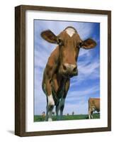 Guernsey Cows-Lynn M^ Stone-Framed Photographic Print