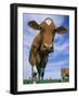 Guernsey Cows-Lynn M^ Stone-Framed Photographic Print