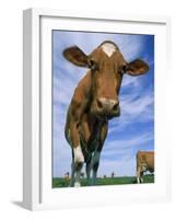 Guernsey Cows-Lynn M^ Stone-Framed Photographic Print