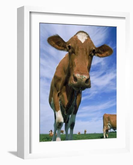 Guernsey Cows-Lynn M^ Stone-Framed Photographic Print