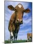 Guernsey Cows-Lynn M^ Stone-Mounted Photographic Print