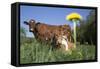 Guernsey Dairy Cow Chewing Cud-Lynn M^ Stone-Framed Stretched Canvas