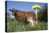 Guernsey Dairy Cow Chewing Cud-Lynn M^ Stone-Stretched Canvas