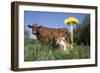 Guernsey Dairy Cow Chewing Cud-Lynn M^ Stone-Framed Photographic Print