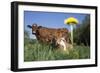 Guernsey Dairy Cow Chewing Cud-Lynn M^ Stone-Framed Photographic Print