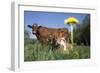 Guernsey Dairy Cow Chewing Cud-Lynn M^ Stone-Framed Photographic Print