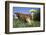 Guernsey Dairy Cow Chewing Cud-Lynn M^ Stone-Framed Photographic Print